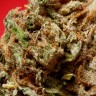 купить семена конопли f1 в оригинальной упаковке Blue Himalaya feminised