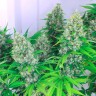 семена конопли с доставкой Auto Kali Mist feminised Ganja Live Seeds