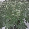 семена марихуаны Auto X.Treme feminised Ganja Live Seeds