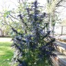 заказать семена конопли наложенным платежом Blue Queen feminised