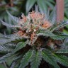 семена конопли феминизированные Auto Lavender feminised Ganja Live Seeds
