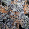 урожайные семена конопли Auto Lavender feminised Ganja Live Seeds
