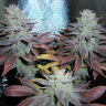 семена конопли недорого Auto Lavender feminised Ganja Live Seeds