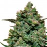 феминизированные семена конопли Cookies Kush feminised