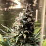 Семена конопли Auto Chocolope feminised GanjaLiveSeeds