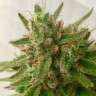 магазин семян конопли Auto Mandarine feminised Ganja Seeds