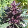 семена конопли автоцвет Auto Purple Kush feminised Ganja Seeds