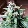 заказать семена конопли Bubba Kush feminised