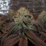 заказ семян конопли Bubba Kush feminised