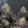где заказать семена конопли Bubba Kush feminised