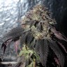 заказать семена конопли наложенным платежом Bubba Kush feminised
