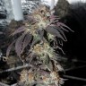 заказать качественные семена конопли Bubba Kush feminised