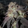 заказать семена конопли Украина Bubba Kush feminised