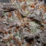 купить семена конопли Bubba Kush feminised