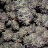 купить семена конопли в Украине Bubba Kush feminised