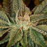 купить семена конопли недорого Bubba Kush feminised