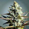 Critical Kush feminised GanjaLiveSeeds