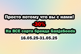 -30% на все сорта GanjaSeeds — просто потому что вы с нами! -30% на все сорта GanjaSeeds — просто потому что вы с нами!